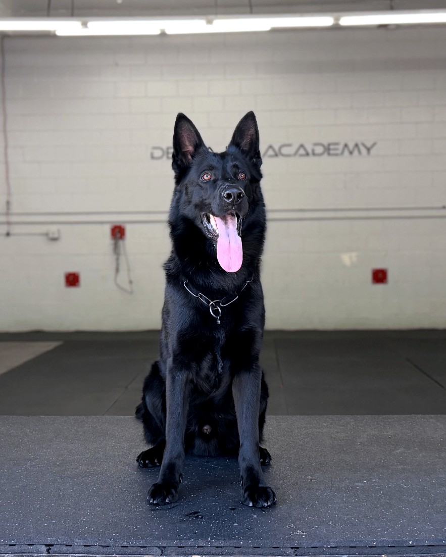 Drago Delta K9, German Shepherd