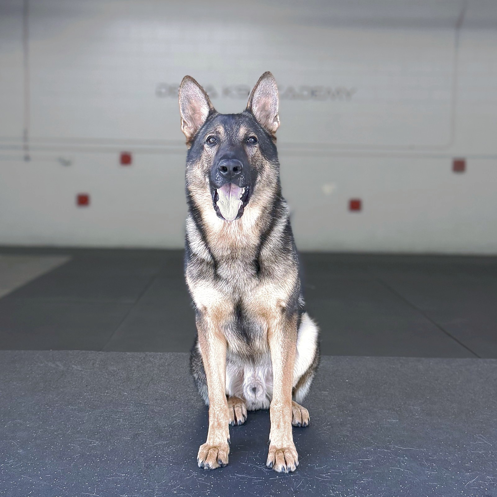 Puma Delta K9, German Shepherd