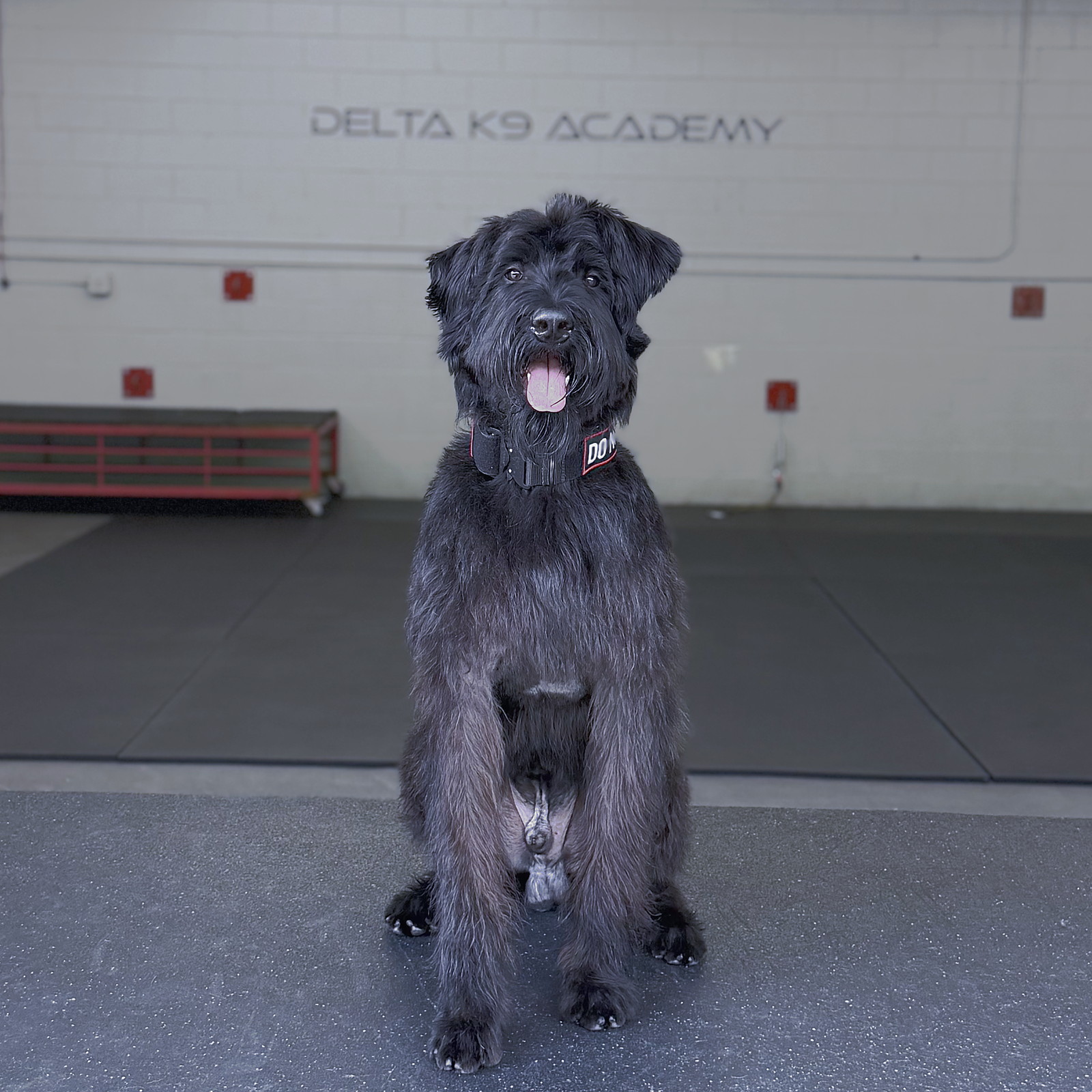 Shadow Delta K9, Giant Schnauzer