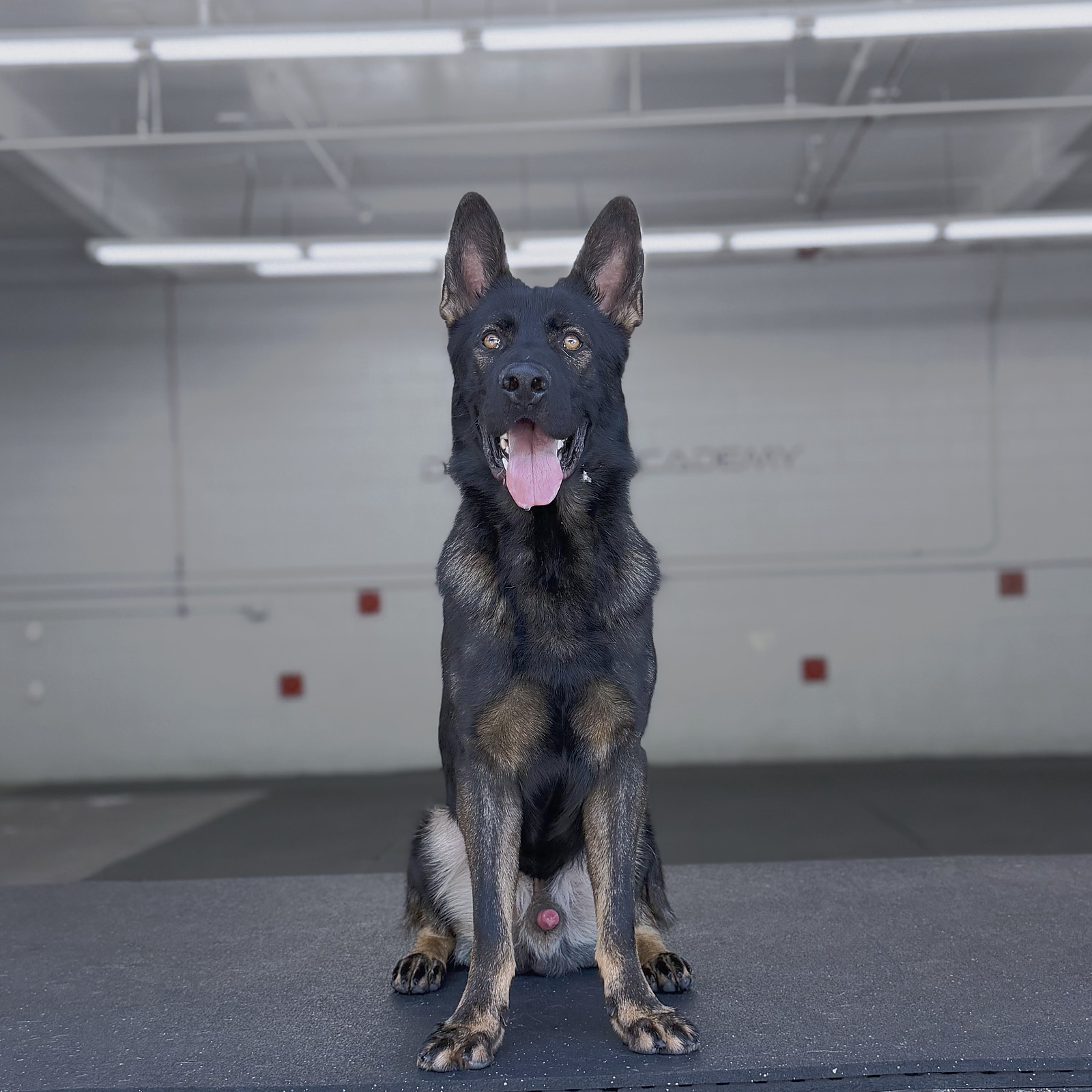 Enzo, photo 1