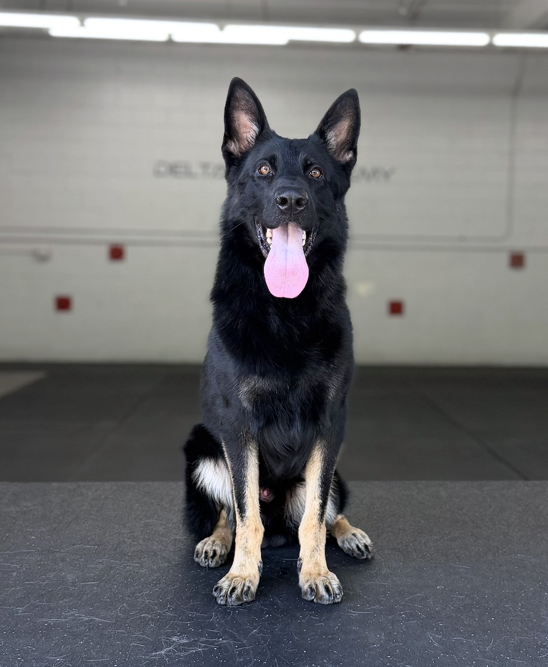 German Shepherd, 18 months