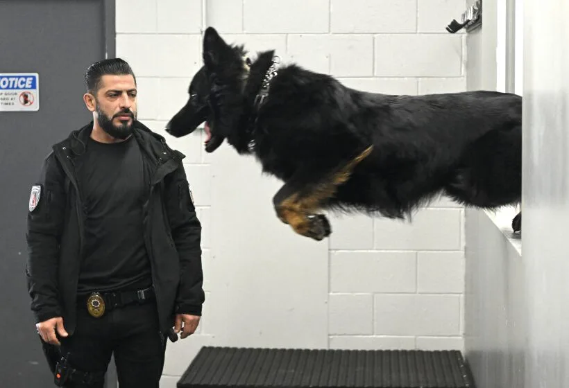 Delta K9 Academy handler with a German Shepherd launching mid air during Bite Night decoy work