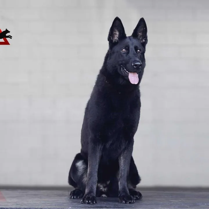 Executive protection 101: handler, dog, and the team behind both