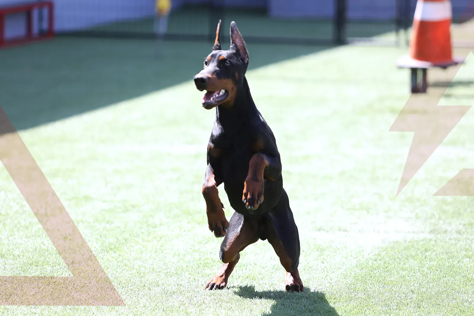 Your first 30 days with a placed dog