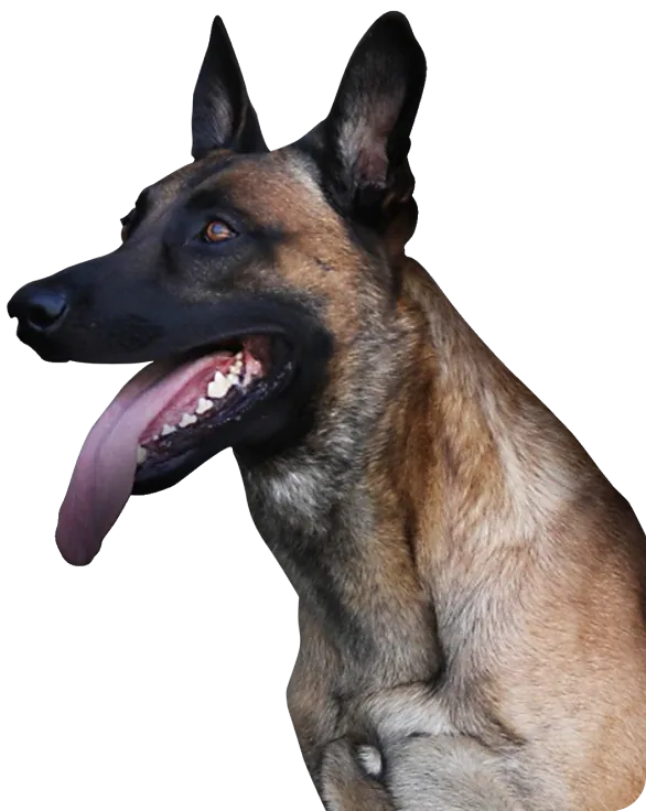 The reactive dog playbook: a 4 week reset
