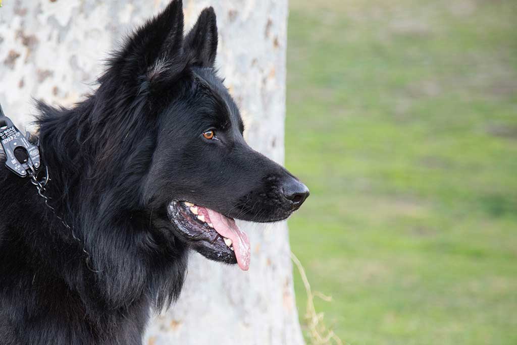 Meet the German Shepherd Dog